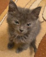 Лот: 3388109. Фото: 2. котенок. Животные и уход