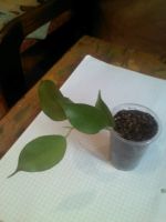 Лот: 11011462. Фото: 3. эстер фикус........... Растения и животные