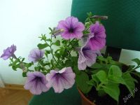 Лот: 1773656. Фото: 2. Петуния Ампельная Easy Wave Plum... Комнатные растения и уход