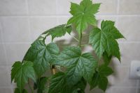 Лот: 4890647. Фото: 2. Абутилон Селло № 1 (комнатный... Комнатные растения и уход