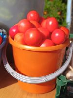 Лот: 23688307. Фото: 2. Помидоры. Продукты