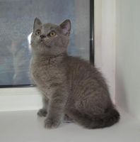 Лот: 4076320. Фото: 5. Шотландские прямоухие плюшки