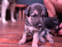 Лот: 16795888. Фото: 3. Щенки хаски, немецкая овчарка. Растения и животные