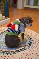 Лот: 6643354. Фото: 2. Стильная кофточка на маленькую... Животные и уход