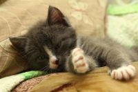 Лот: 3012882. Фото: 6. Котята, котенок, киска!