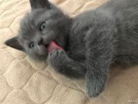 Лот: 9394424. Фото: 3. Шотландский котёнок. Растения и животные