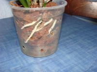 Лот: 1335754. Фото: 3. орхидея каттлея зелёная. Растения и животные