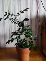 Лот: 23559768. Фото: 2. Мурая. Муррайя. Комнатные растения и уход