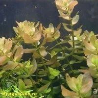 Лот: 9006538. Фото: 2. Бакопа Каролинская Bacopa caroliniana... Аквариумистика