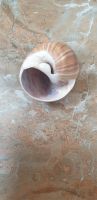 Лот: 20769676. Фото: 2. Ракушка, улитка, символ руна. Сувениры