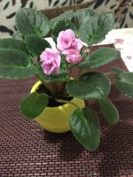 Лот: 9030082. Фото: 3. Горшки новые с поддонном. Растения и животные