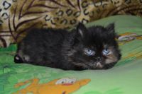 Лот: 4107549. Фото: 3. Персидский котёнок. Растения и животные