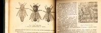 Лот: 19909596. Фото: 6. Ковалев А.М. Уход за пчелами.1954...