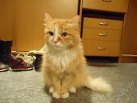 Лот: 564437. Фото: 2. Отдадим хорошую кошечку. Животные и уход