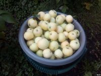 Лот: 14575723. Фото: 2. Ранетка (10 литрoв за 150 рублей... Продукты