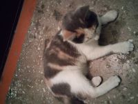 Лот: 9227346. Фото: 4. Котёнок ищет новый дом или нужна... Красноярск