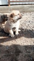 Лот: 3854241. Фото: 3. отдам крупных щенков для охраны. Растения и животные