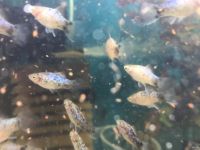 Лот: 16094298. Фото: 6. Пицилия голубая