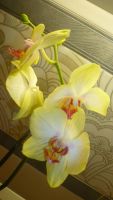 Лот: 6052091. Фото: 4. орхидея фаленопсис Daniella. Красноярск