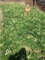Лот: 8170477. Фото: 10. Виктория "Фестивальная" саженцы...