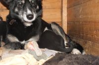 Лот: 4559427. Фото: 3. Щенок лайки. Растения и животные