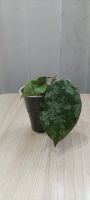 Лот: 19272233. Фото: 2. хойя каудата (hoya caudata silver... Комнатные растения и уход