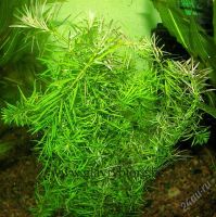 Лот: 1203347. Фото: 2. Rotala najean- связка, после прополки. Аквариумистика