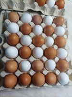 Лот: 22176660. Фото: 6. Яйцо куриное домашнее