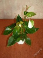 Лот: 1605945. Фото: 2. Антуриум Anthedesia White. Комнатные растения и уход