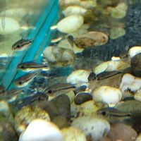 Лот: 18172271. Фото: 2. Коридорас Пигмей (Corydoras pygmaeus... Аквариумистика