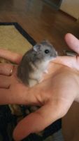 Лот: 9863800. Фото: 4. Хомяк джунгарский