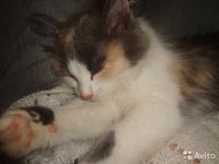 Лот: 10258170. Фото: 4. Девочка-арлекин. 3 месяца. Красноярск