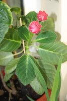 Лот: 4140982. Фото: 7. Глоксиния (цветущая)