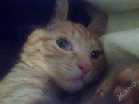 Лот: 683580. Фото: 2. Отдам котёнка в хорошие руки!. Животные и уход