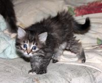 Лот: 9468957. Фото: 2. Кошечка, котята. Животные и уход