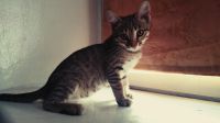 Лот: 4309488. Фото: 4. Котенок девочка. Красноярск