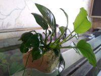 Лот: 7540260. Фото: 2. Анубиас нано на камне (обмен). Аквариумистика