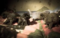 Лот: 3252904. Фото: 3. Очаровательная шотландская прямоухая... Растения и животные