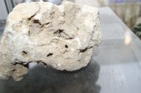Лот: 24427357. Фото: 2. крымский пещаник 2. Аквариумистика