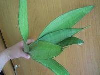Лот: 9832512. Фото: 2. Сансевиерия "Муншайн" (Sansevieria... Комнатные растения и уход