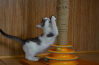 Лот: 19659927. Фото: 2. Отдам котика 3 месяца. Животные и уход