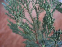 Лот: 4357468. Фото: 5. Можжевельник горизонтальный с...