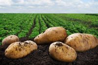 Лот: 15252764. Фото: 2. Картофель деревенский Бесплатная... Продукты