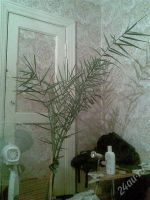 Лот: 2067976. Фото: 2. финиковая пальма (1,5м). Комнатные растения и уход