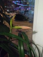 Лот: 25885175. Фото: 2. Гиппеаструм. Комнатные растения и уход