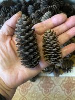 Лот: 25889846. Фото: 2. Шишки еловые для творчества. Ручная работа