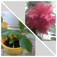 Лот: 7929930. Фото: 3. Розовый махровый гибискус. Растения и животные