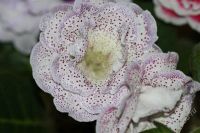 Лот: 2926382. Фото: 2. Глоксиния (срезаные_листики). Комнатные растения и уход