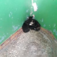 Лот: 16489235. Фото: 2. Бесплатно Котёнок. Животные и уход