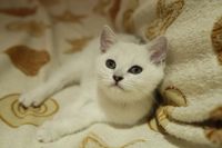 Лот: 8773178. Фото: 7. Продам британского котенка - мальчик...